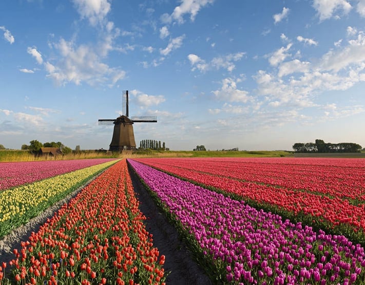 Khám phá Hà Lan – Xứ sở hoa tulip và kênh đào thơ mộng